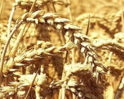 Ugborough Harvest 2025.jpg